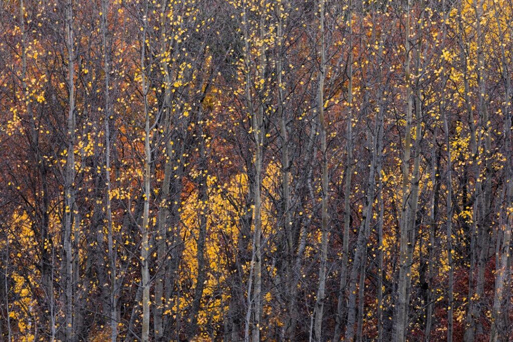A forest filled with lots of trees covered in yellow and red leaves