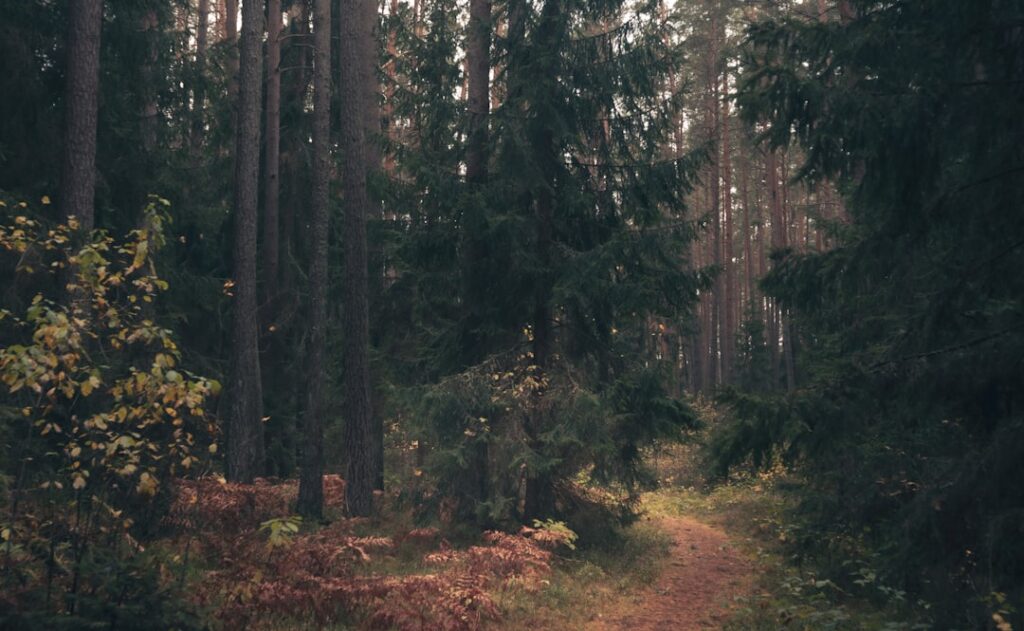 A winding path through a dense, sun-dappled forest.