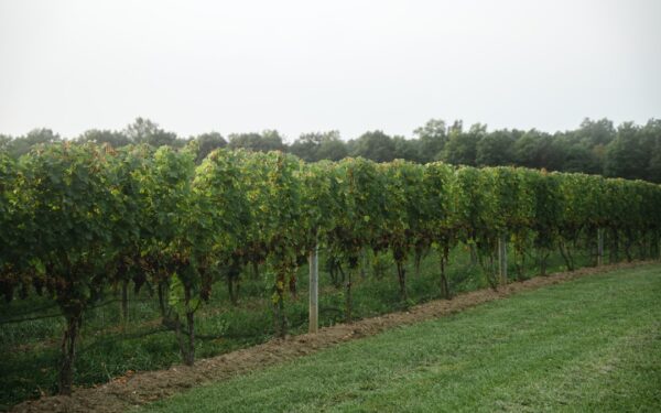 Green grass field with trees — Fox Run Vineyards