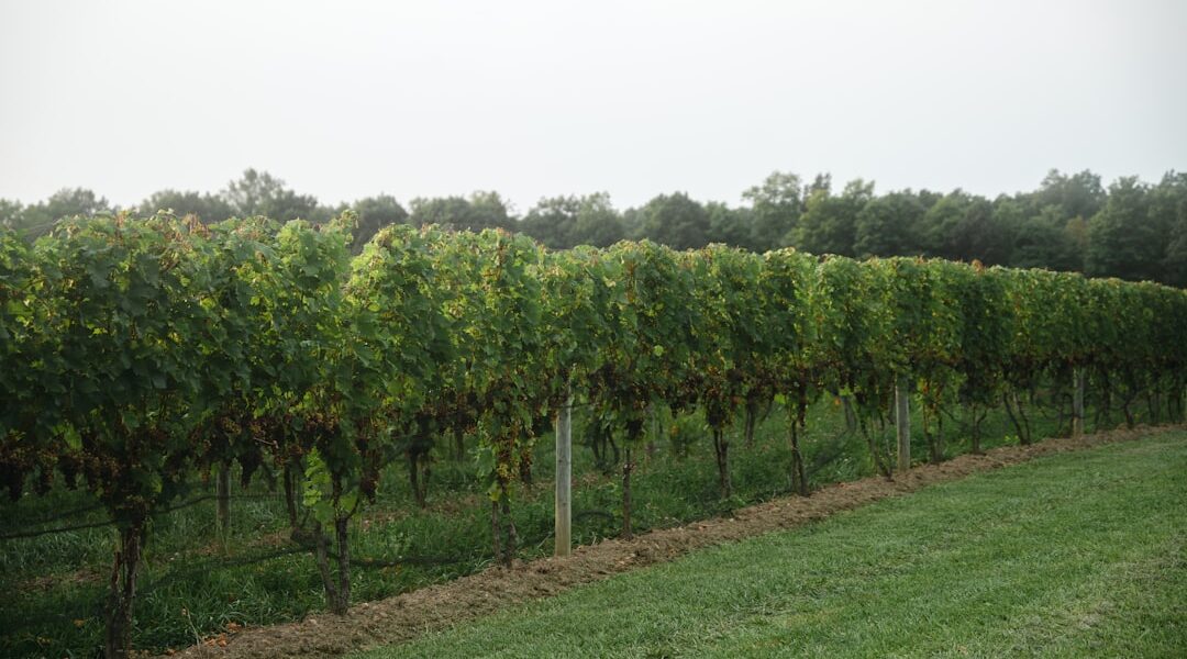 Green grass field with trees — Hermann J. Wiemer Vineyard