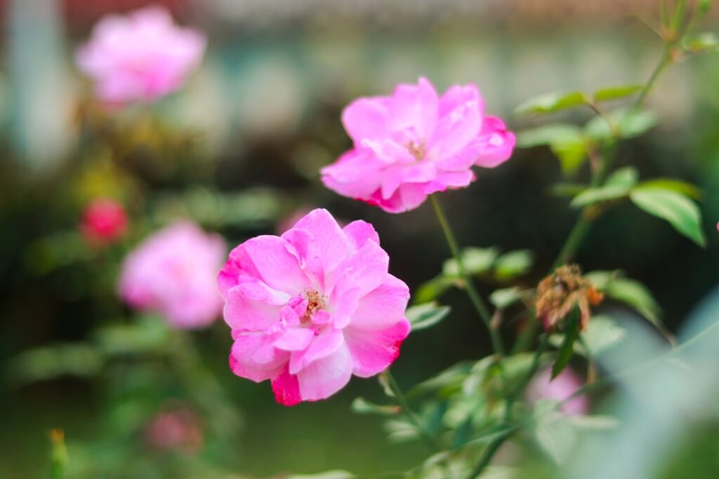 A bunch of pink flowers in a garden