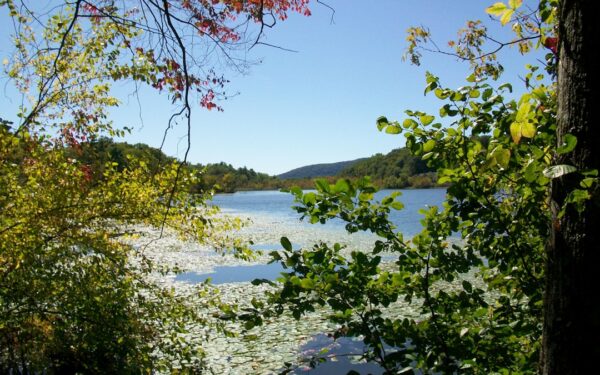 Lake covered in lily pads with trees — Best Restaurants in the Finger Lakes