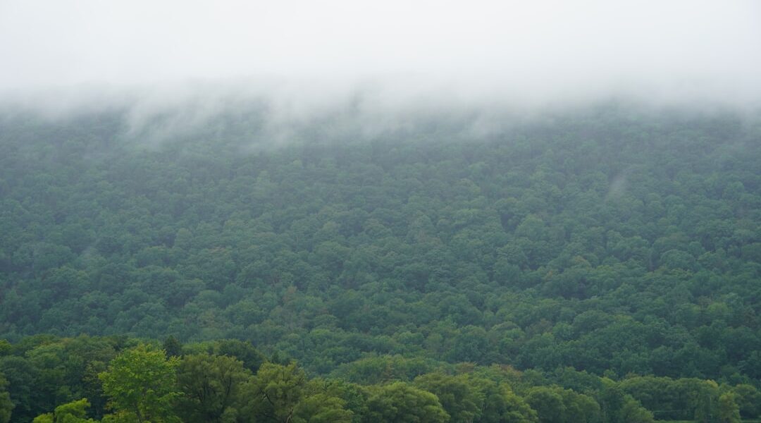 A boat on a body of water near a forest — Dundee: A Farm Town Between Two Lakes