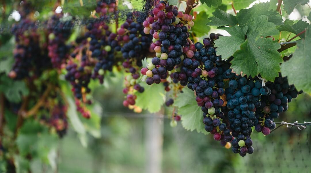 Blue and red round fruits — Sheldrake Point Winery