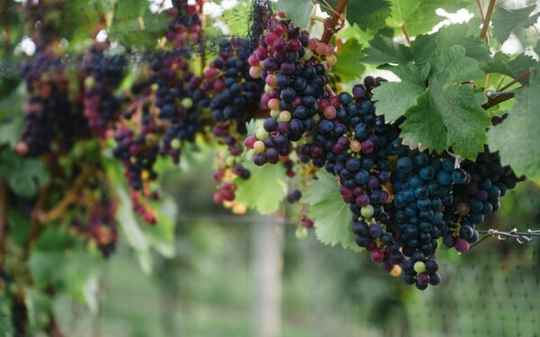 Blue and red round fruits — Sheldrake Point Winery