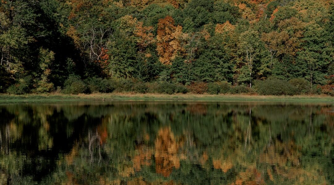 Green and brown trees beside river during daytime — Best Cideries and Distilleries in the Finger Lakes