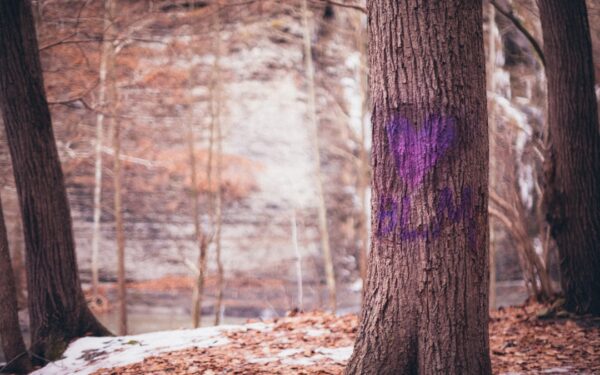 Brown tree trunk during daytime — Ithaca Beer Co.