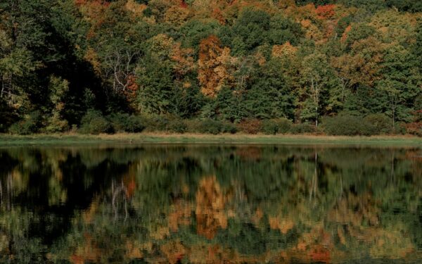 Green and brown trees beside river during daytime — Every Waterfall Worth Seeing in the Finger Lakes