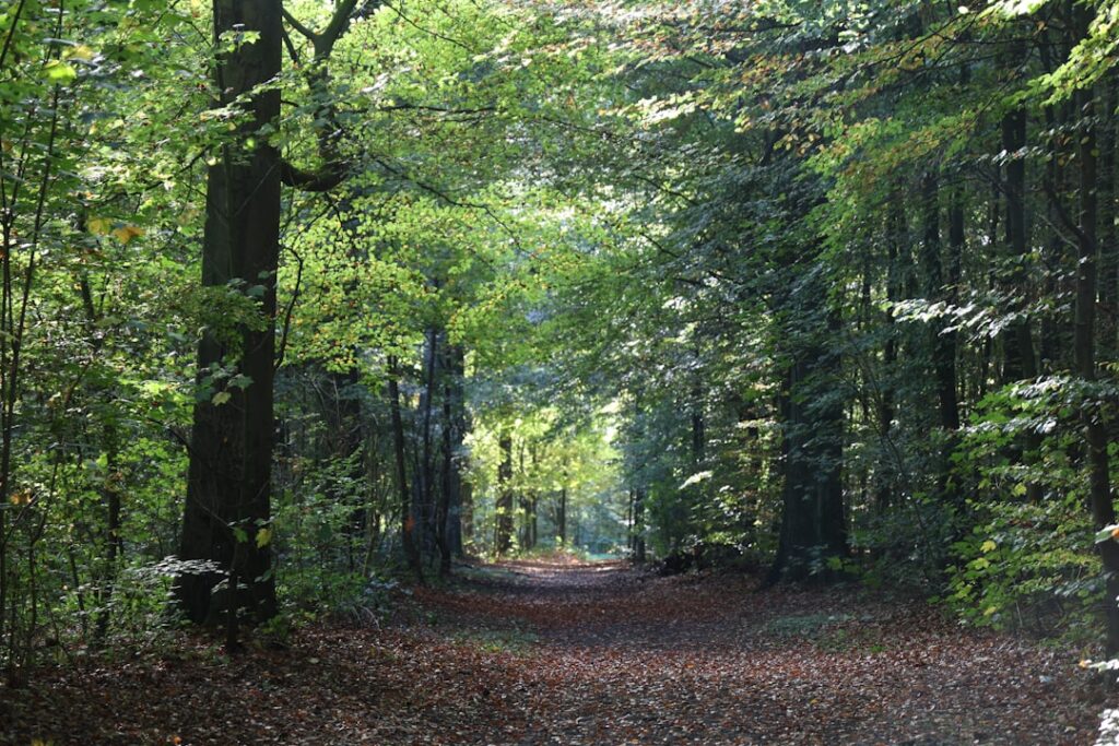 A path through a sunlit forest with fallen leaves.