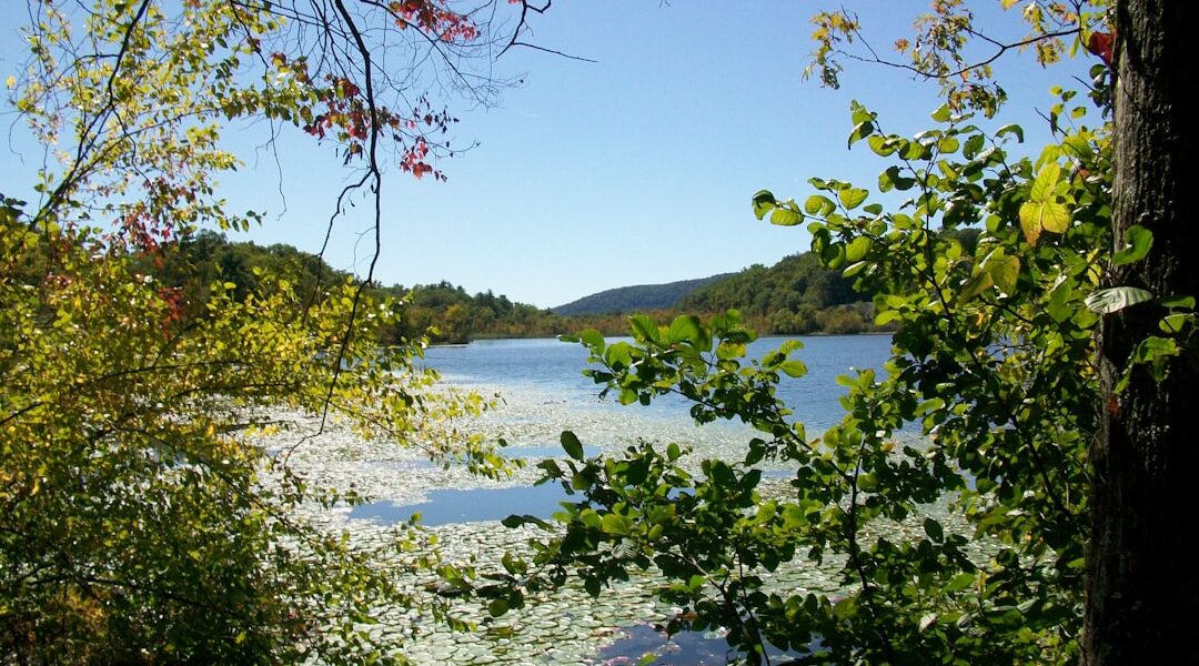 Lake covered in lily pads with trees — A History Lover's Guide to the Finger Lakes