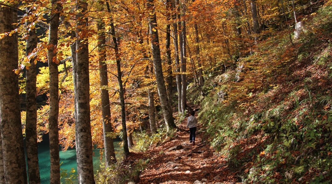 Person in black jacket walking on forest during daytime — Sampson State Park