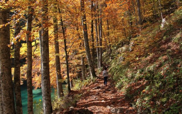 Person in black jacket walking on forest during daytime — Sampson State Park