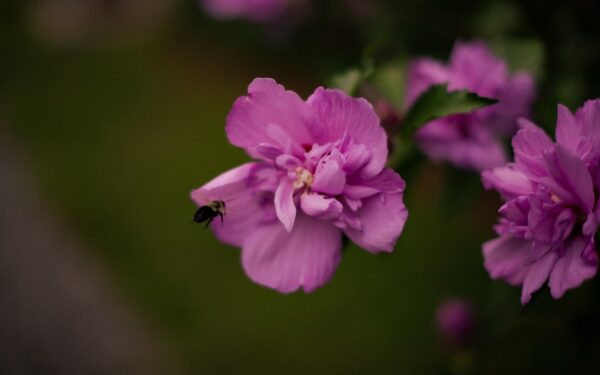 Black and yellow bee on pink flower — Best Waterfalls Near Ithaca, NY (Beyond Taughannock)