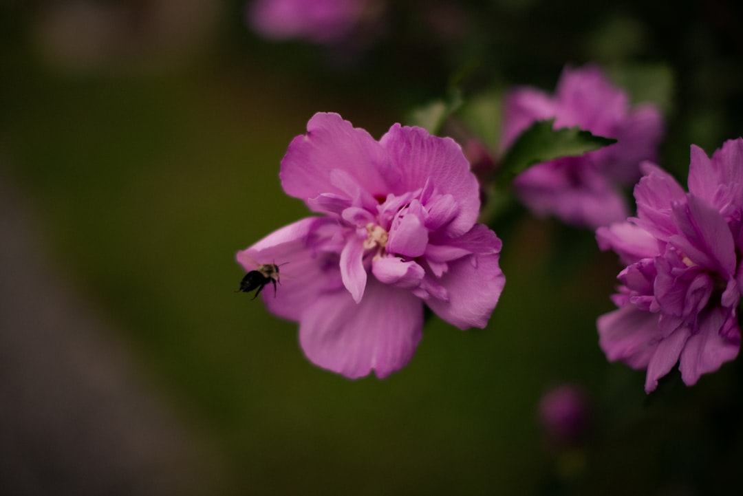 Black and yellow bee on pink flower — Best Waterfalls Near Ithaca, NY (Beyond Taughannock)