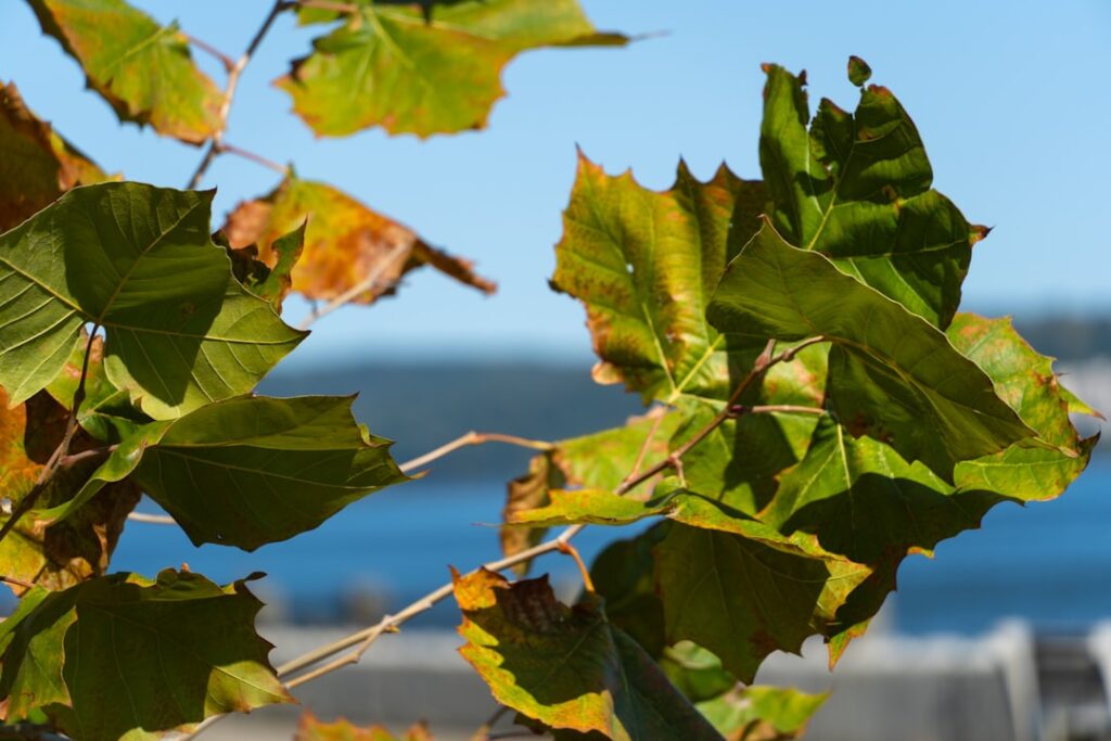 A close up of a leafy tree next to a body of water