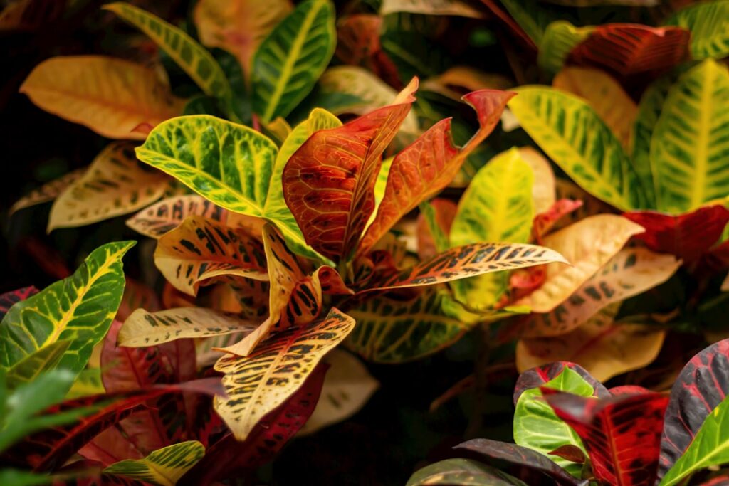 A close up of a plant with many different colored leaves