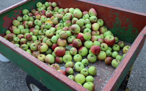 A wagon filled with fresh apples — Finger Lakes Cider Donuts: Where to Get the Best Ones
