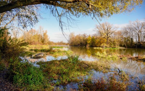 A body of water surrounded by trees and grass — Finger Lakes Day Trips from Syracuse: 5 Easy Drives Under 75 Minutes
