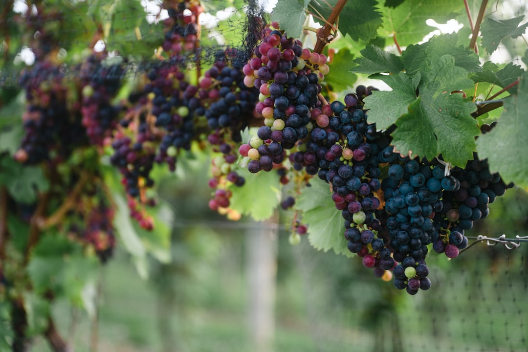 Blue and red round fruits — Finger Lakes Wine Trail Map: All Four Trails Explained