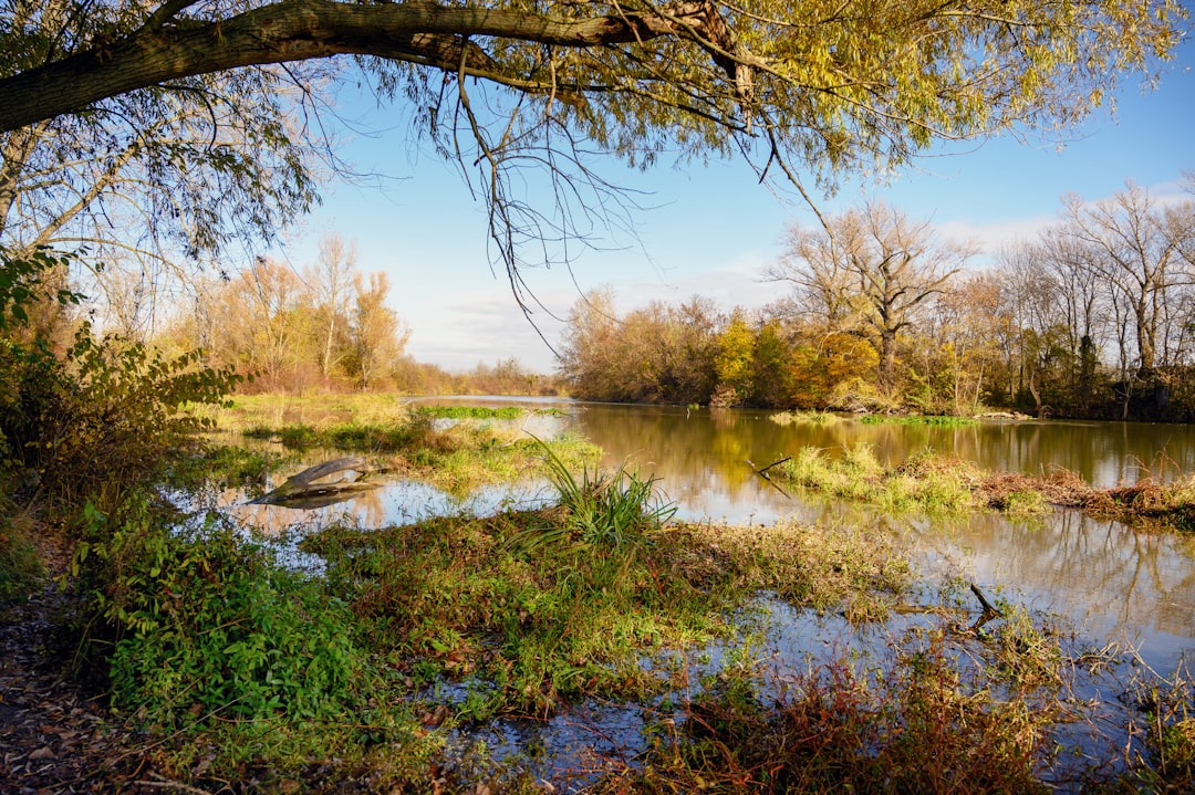 A body of water surrounded by trees and grass — Finger Lakes with Kids: What Actually Works