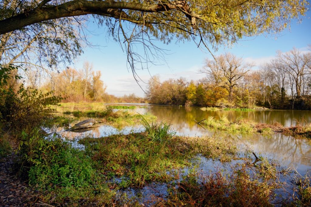 A body of water surrounded by trees and grass