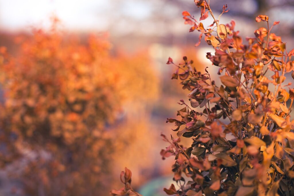 Brown leaves on tree branch during daytime