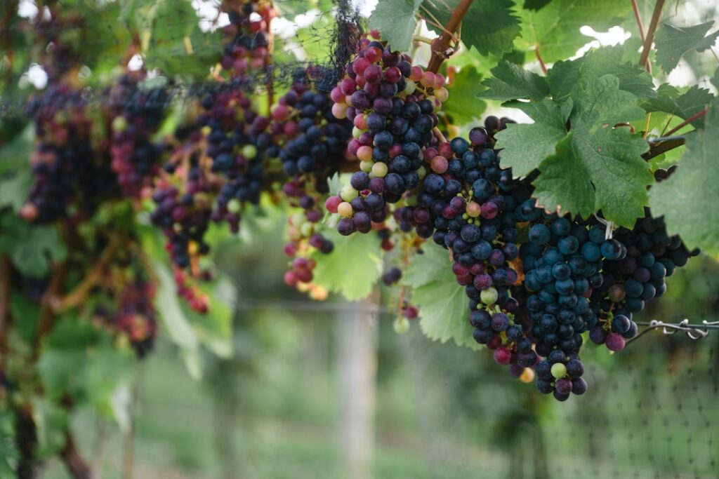 Blue and red round fruits