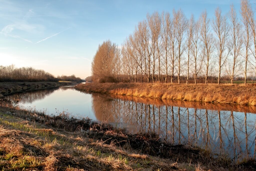 A body of water with trees around it