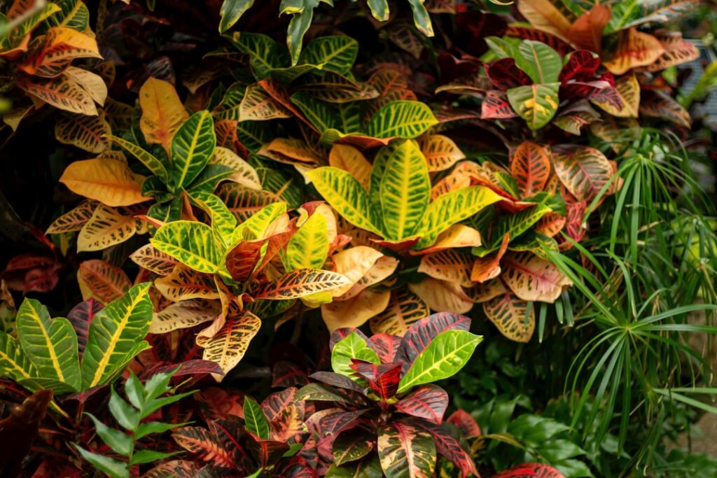 A bunch of different colored leaves on a plant