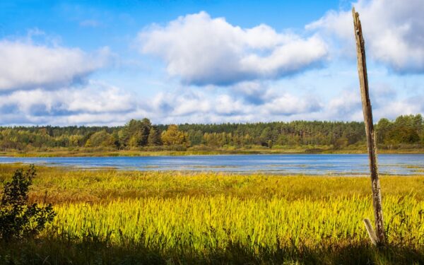 Green grass field near lake under white clouds and blue sky during daytime — Pet-Friendly Hotels and Cabins in the Finger Lakes