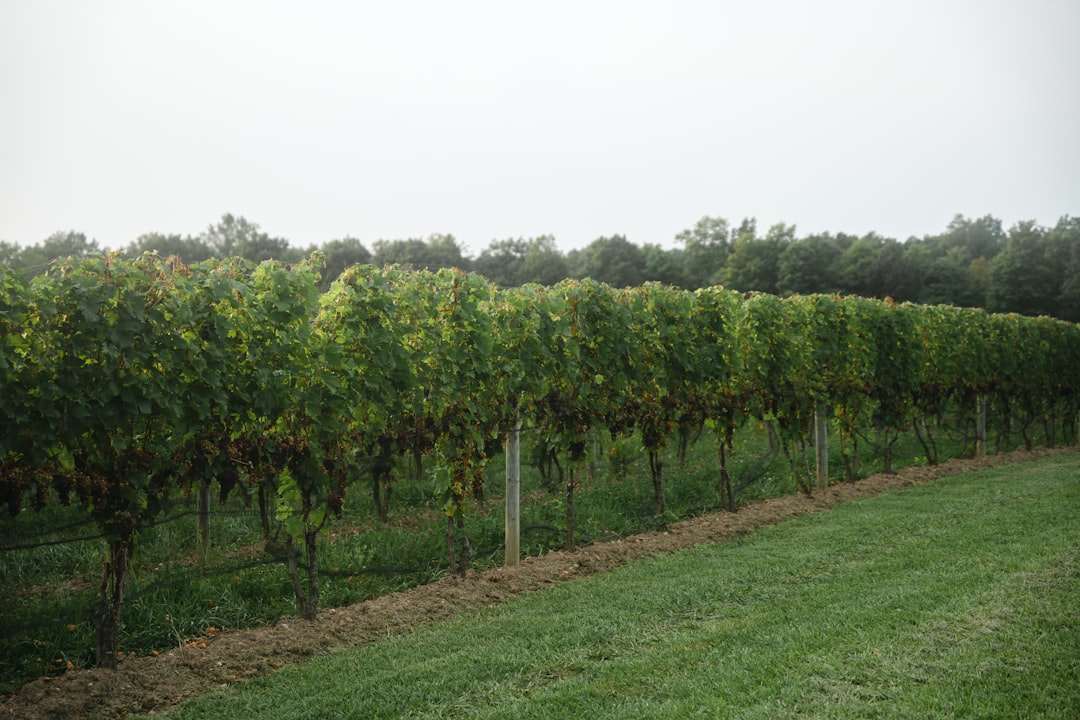 Green grass field with trees — Riesling vs. Gewurztraminer: A Finger Lakes Wine Primer