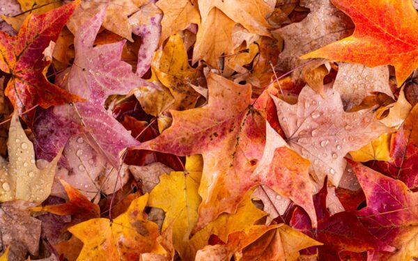 Colorful autumn leaves with water droplets — Robert H. Treman and Buttermilk Falls: Two Parks, One Day