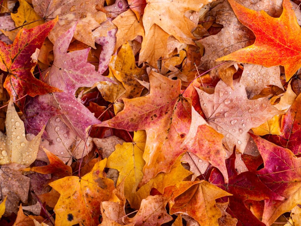 Colorful autumn leaves with water droplets