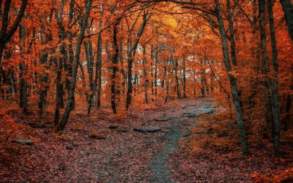 Brown trees on brown field during daytime — The Finger Lakes Cheese Trail: Every Stop, Ranked
