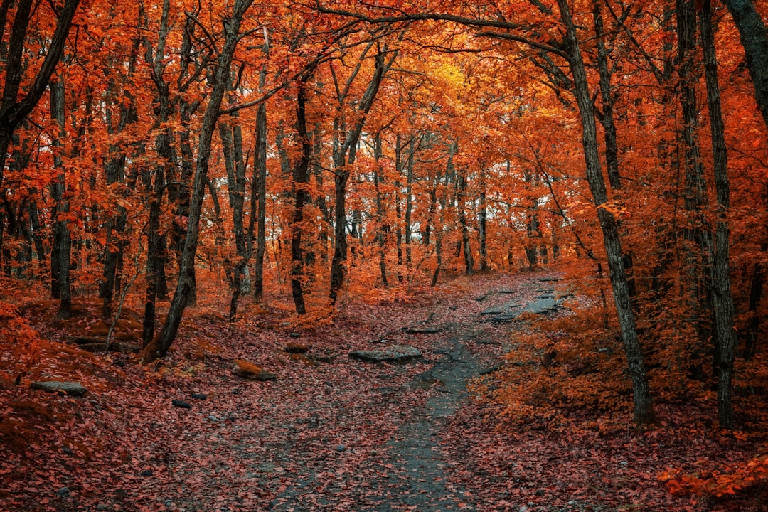 Brown trees on brown field during daytime — The Finger Lakes Cheese Trail: Every Stop, Ranked