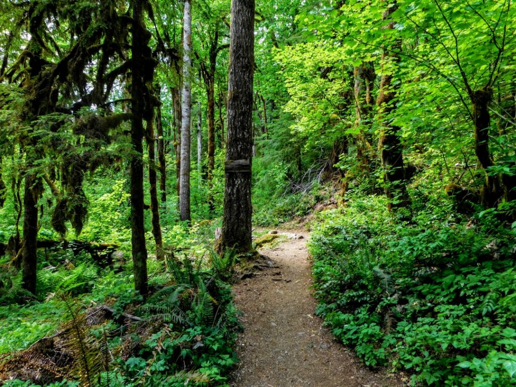 A trail in the middle of a forest with lots of trees