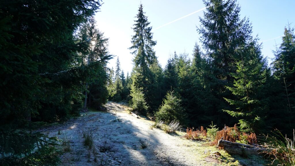 Green pine trees on gray dirt road during daytime