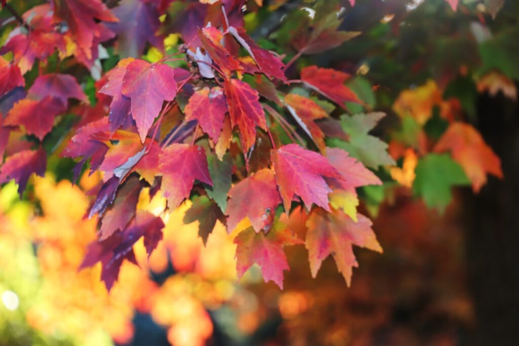 A close up of a tree with red and yellow leaves