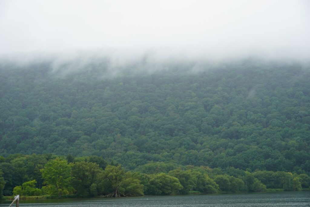 A boat on a body of water near a forest