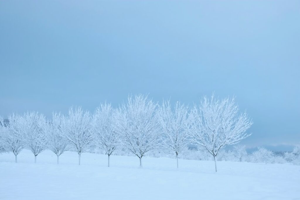 Snow covered trees and grounds