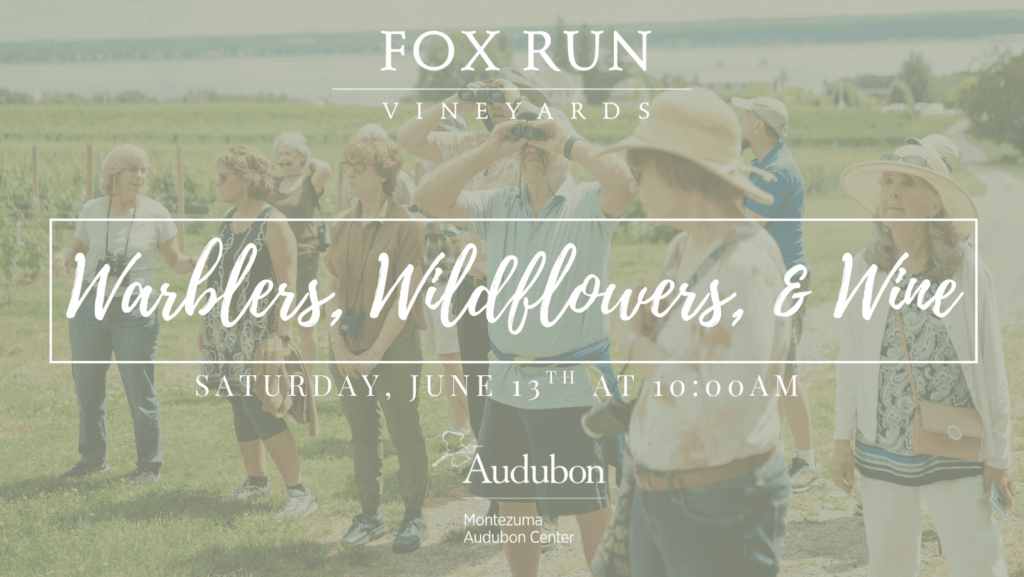 Featured image for Warblers, Wildflowers, & Wine at Fox Run Vineyards