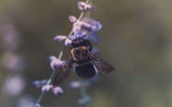 A bee gathers nectar from a lavender flower. — Best Restaurants in Ithaca, NY: A Local's Guide